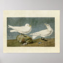 Suche nach amerikanischer vogel poster John james audubon