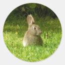 Suche nach andere säugetiere aufkleber Kaninchen