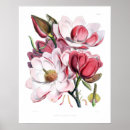 Suche nach magnolia poster Magnolien