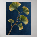 Suche nach ginkgo poster Botanisch