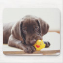 Suche nach labrador welpen mousepads Niedlich