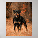 Suche nach rottweiler welpen poster Tier