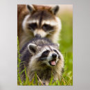 Suche nach waschbär poster Maskiert