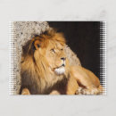 Suche nach könig des dschungels postkarten Tier