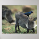 Suche nach habitat poster Umwelt