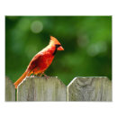 Suche nach rote tulpen poster Naturfotografie