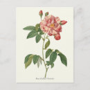 Suche nach vintage rosa rosen postkarten Blume