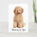 Suche nach apricot karten Poodle