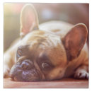 Suche nach bulldog fliesen Welpe