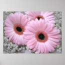 Suche nach gerberas Weiß