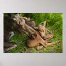 Suche nach moth poster Tiere