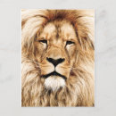 Suche nach afrikanischer löwe postkarten Afrikanische tiere