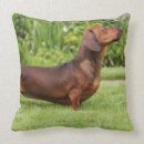 Suche nach haarig kissen Kurzhaarige miniaturdackel