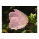 Suche nach flöhe poster Für sie