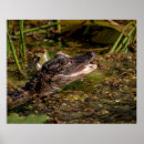 Suche nach alligator poster Räuber