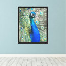 Suche nach feathers leinwandbilder Pfau