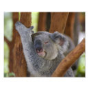 Suche nach koala bear poster Tierwelt