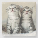 Suche nach babytier untersetzer Katze