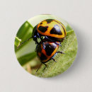 Suche nach käfer buttons Natur