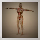 Suche nach uterus poster Reproduktion