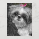 Suche nach shih tzu postkarten Shitzu