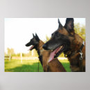 Suche nach malinois poster Tier