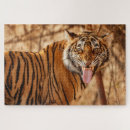 Suche nach bengalischer tiger puzzle Rätsel
