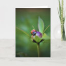 Suche nach peony karten Sommer