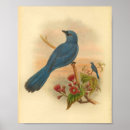 Suche nach bird poster Vogel