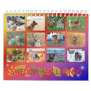 Suche nach vallhund Schwedischer vallhund