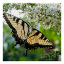 Suche nach schwarzer schmetterling poster Flügel