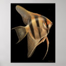 Suche nach frischwasser poster Aquarium