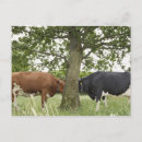 Suche nach stehende kuh postkarten Landwirtschaft