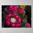 Suche nach protea poster Rosa