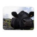 Suche nach molkerei magnete Fotografie