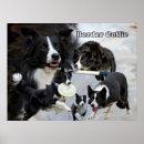 Suche nach hunde agility poster Collie