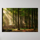 Suche nach herbstwald poster Wälder
