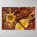 Suche nach synapsen poster Biologie