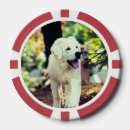 Suche nach hund poker chips Haustier