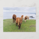 Suche nach shetland pony postkarten Ranch