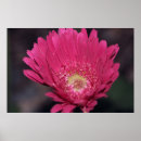 Suche nach gerbera poster Daisy