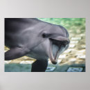 Suche nach delphin poster Tiere