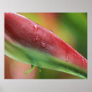 Suche nach roben poster Rosa