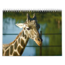 Suche nach giraffen kalender Zoo