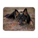 Suche nach cute animals magnete Dog