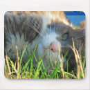 Suche nach lustiges katzen foto mousepads Kitty