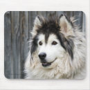 Suche nach alaskischer malamute Bester freund