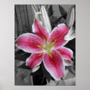 Suche nach stargazer lilie poster Blume