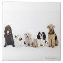 Suche nach kamera fliesen Zusammengehörigkeit