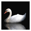 Suche nach schwarzer schwan poster Foto